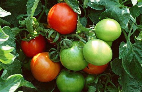 番茄免费小说吃瓜巨宠,吃瓜巨宠，甜蜜爱情盛宴