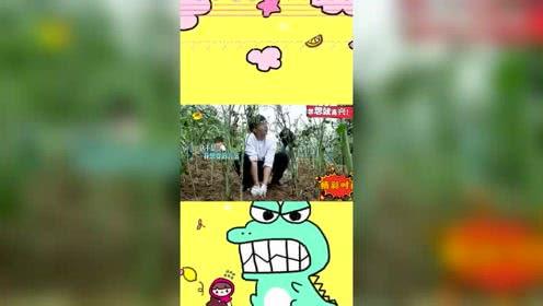 兔小兔娱乐爆料,娱乐圈最新动态大揭秘！