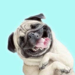 巴哥全新爆料视频,独家内幕大公开！