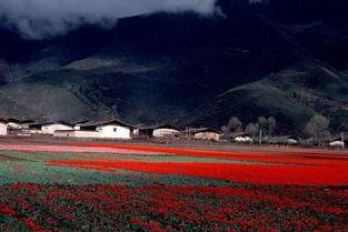 迪庆最新爆料,揭秘神秘事件背后的真相