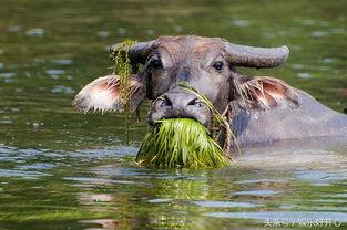娱乐吃瓜外婆养大的羊羊视频